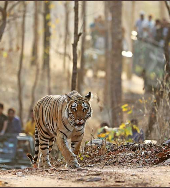 best family resort at pench national park