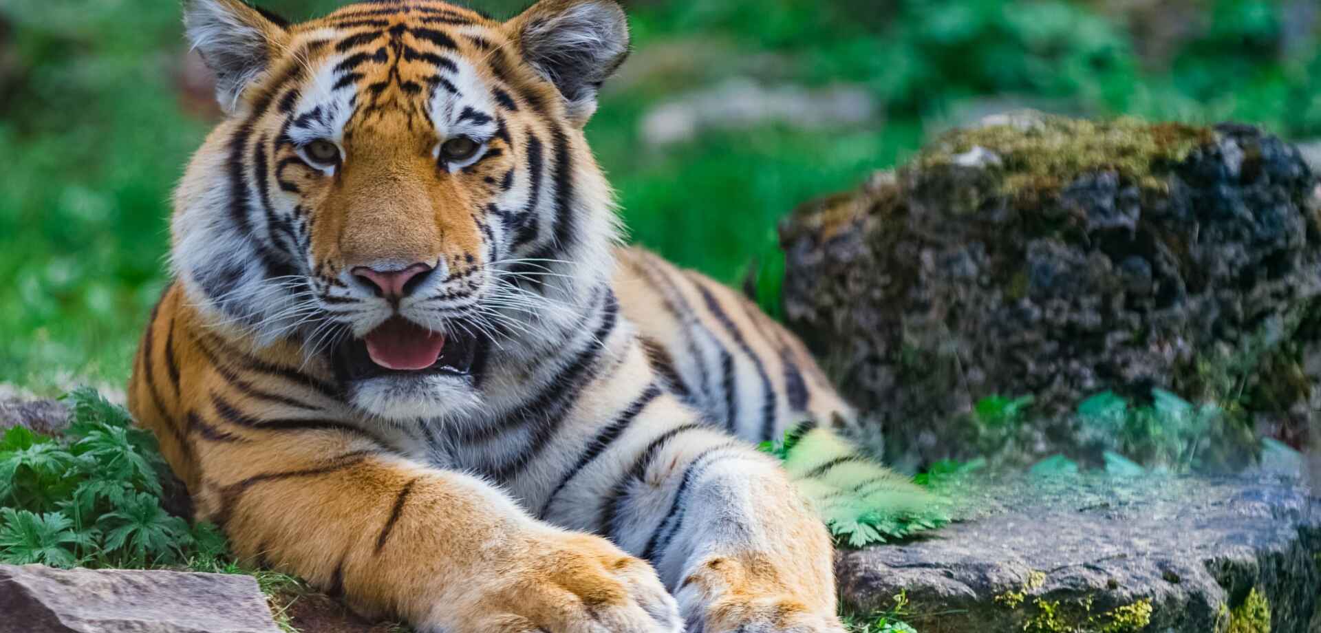 best family resort at pench national park